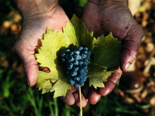 1457002189 oseletalocalgrapevariety 640x480 1