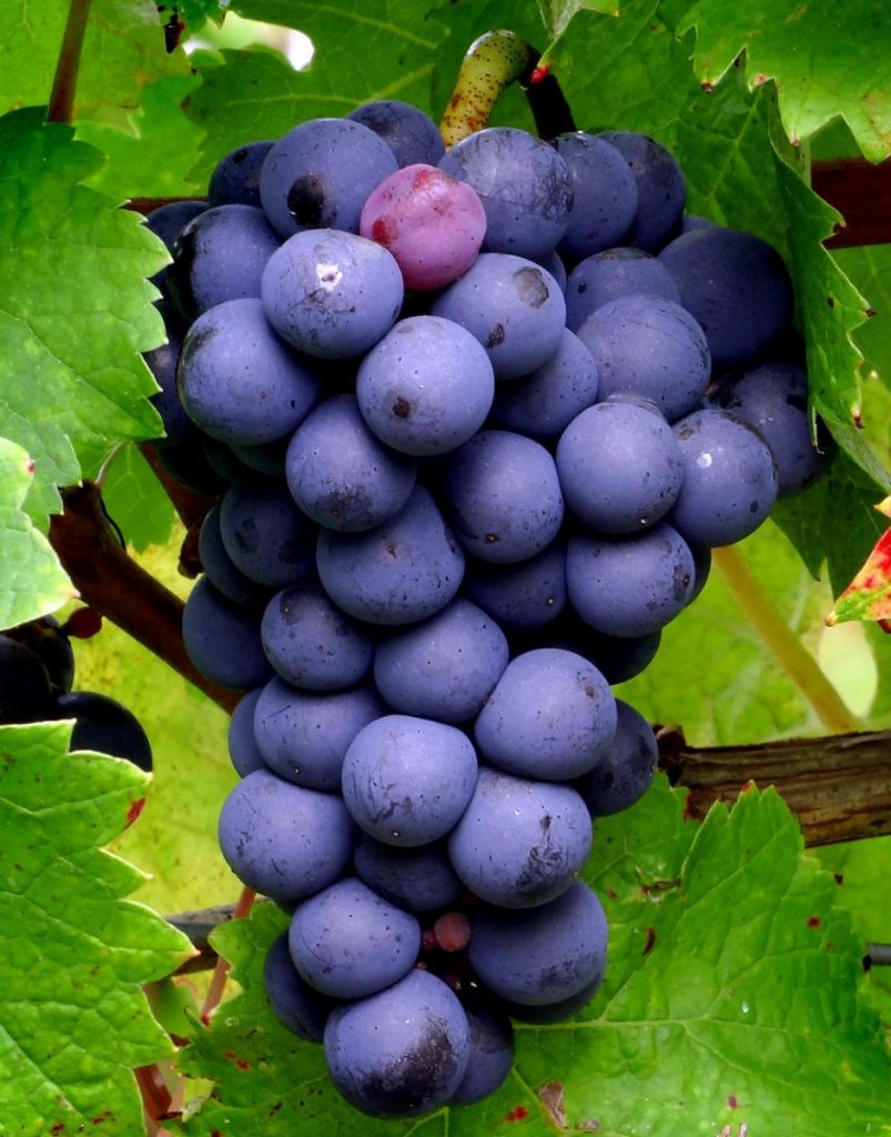 Giống nho Merlot – tuyệt phẩm cho món rượu vang thượng hạng