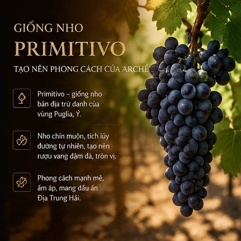 Giống nho Primitivo tạo nên phong cách của Arché