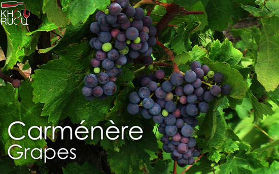 giong-nho-ruou-carmenere giong nho ruou carmenere