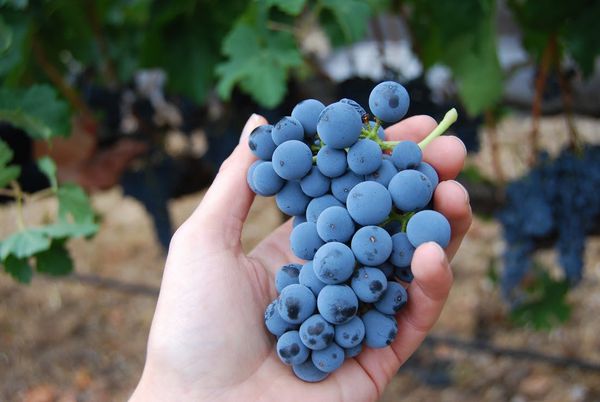 merlot merlot giống nho tốt để làm ra những chai rượi vang ngon