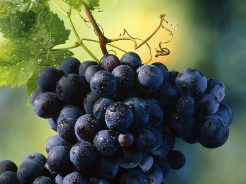 Rượu vang Chile Montes Folly Syrah nhập khẩu nho syrah