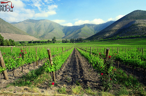 ruou-vang-chile ruou vang chile