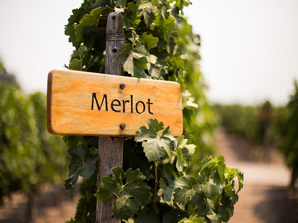 sitemgr-merlotwine-copy nho merlot có nguồn gốc từ đâu?