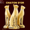 chaton dor brandy xo