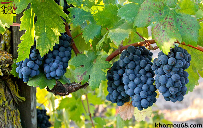 So sánh rượu vang F Negroamaro với các loại rượu vang khác từ cùng khu vực giống nho Primitivo