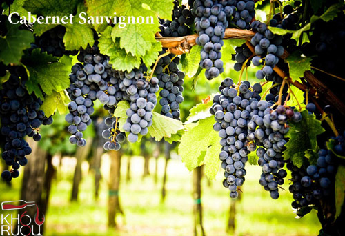 Giống nho Cabernet Sauvignon