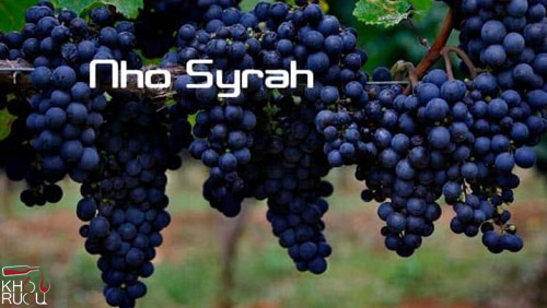 Giống nho Syrah