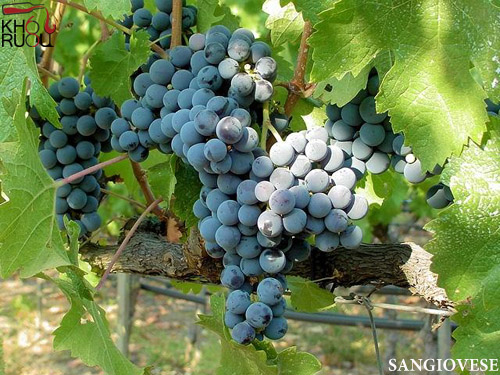 Giống nho Sangiovese