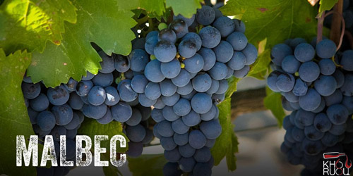 Giống nho Malbec