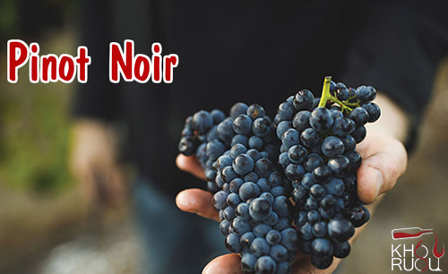Pinot Noir
