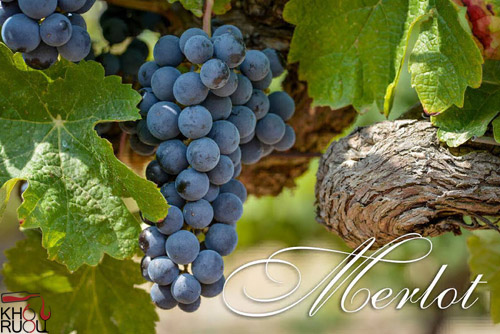 Giống nho Merlot