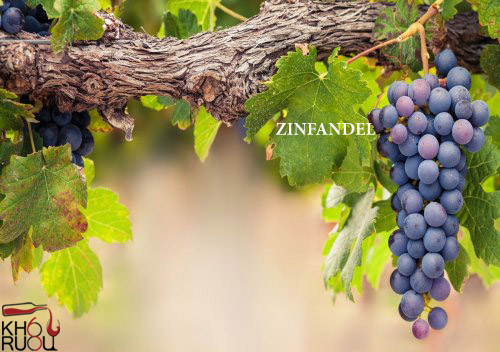 Giống nho Zinfandel