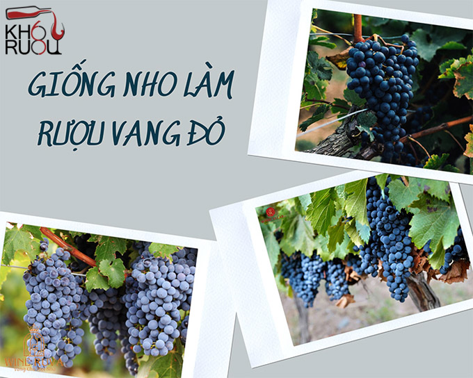 Dac diem cua ruou vang do lam tu nho Malbec 1