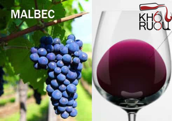 Đặc điểm của rượu vang đỏ làm từ nho Malbec