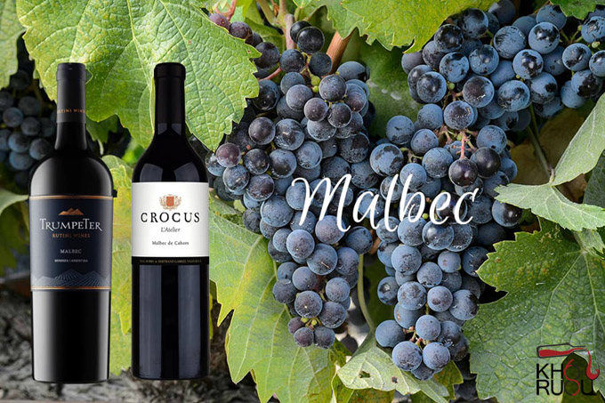 Đặc điểm của rượu vang đỏ làm từ nho Malbec