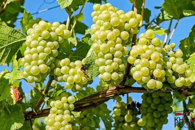 Prestigium Cuvee Speciale Blanc Sec