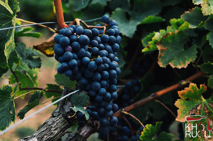 Rượu Vang Chile 1692 Super Premium Nho Cabernet Sauvignon và Carmenere