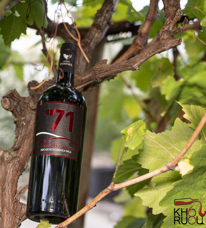 Rượu vang Ý pandora '71 primitivo pandora '71 primitivo