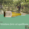 CLUB TREBBIANO. Rượu Vang Ý CLUB TREBBIANO