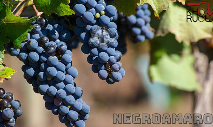 Gran Appasso Appassite Primitivo
