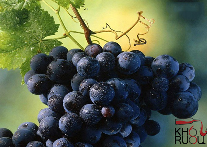 Rượu vang Ý 19 Anniversario Limited Edition nho shiraz syrah
