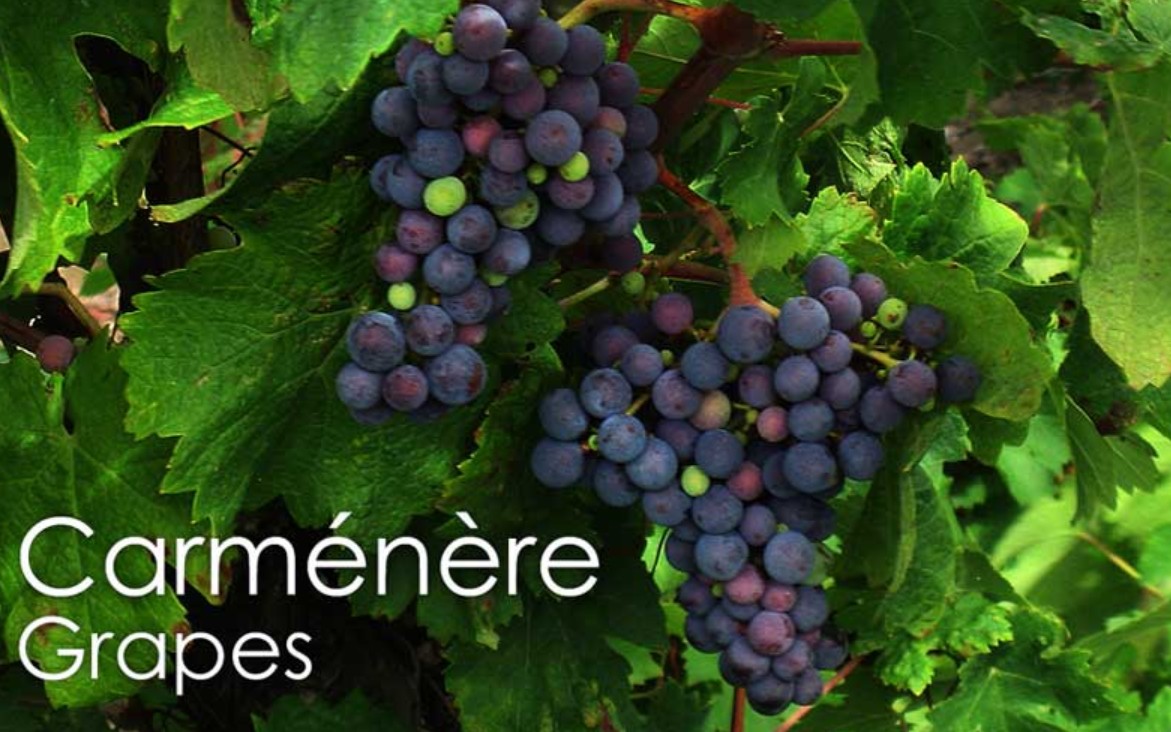 Carménère là gì?