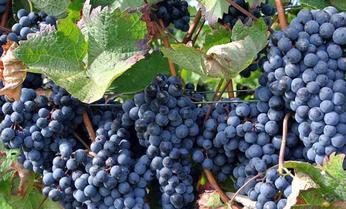 Giống nho Aglianico – Vang đỏ miền Nam Ý đầy quyền lực