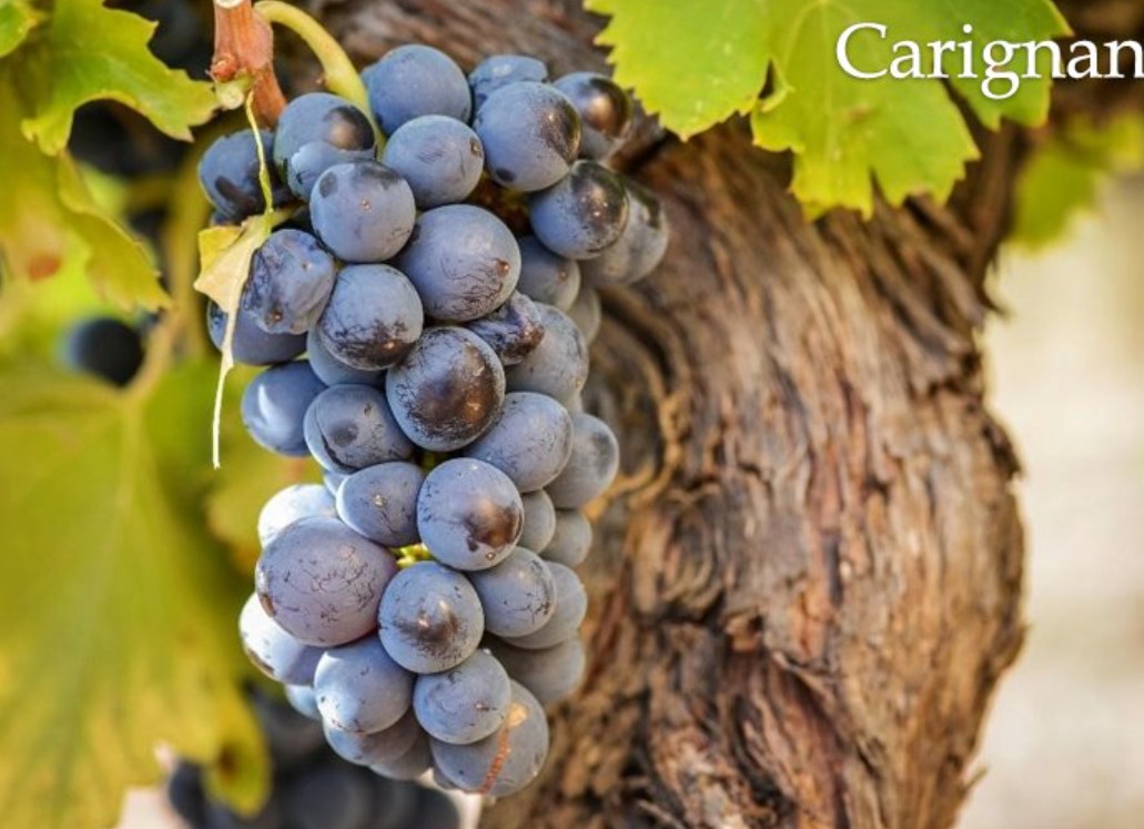 Giống Nho Carignan