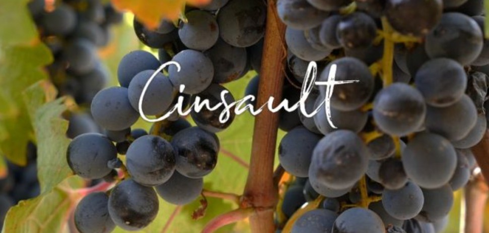 Cinsault - giống nho đỏ thanh lịch