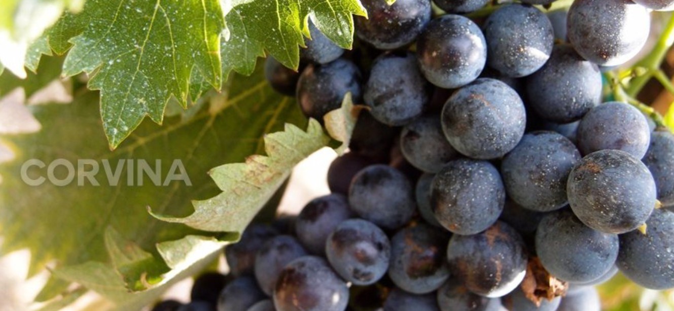 Corvina là gì?
