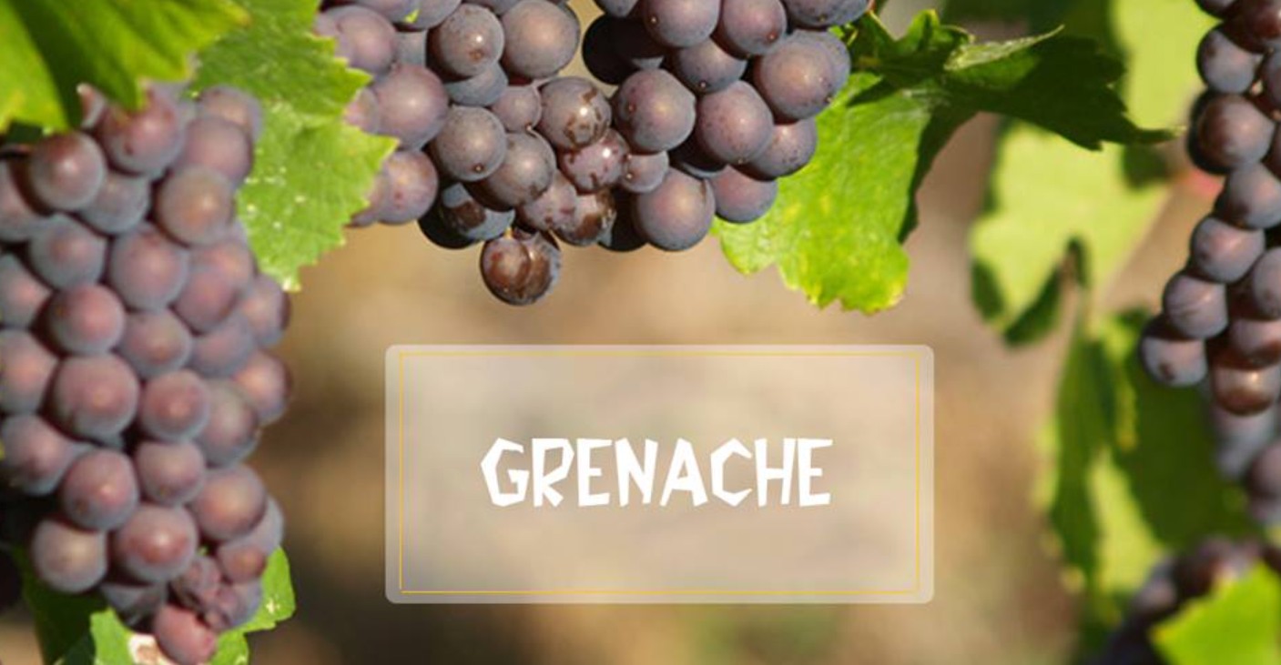 Giống nho Grenache – Vang đỏ đậm đà