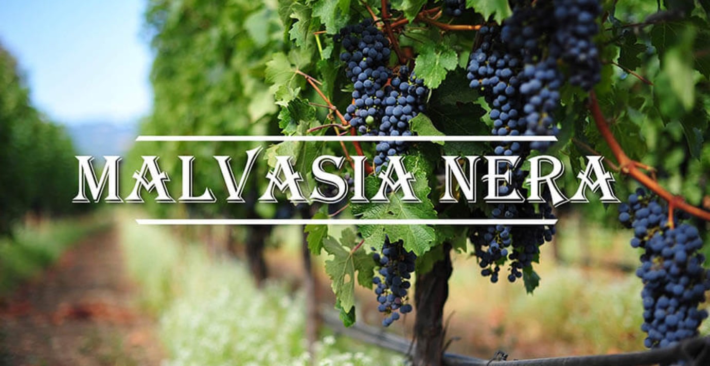 nho Malvasia Nera 