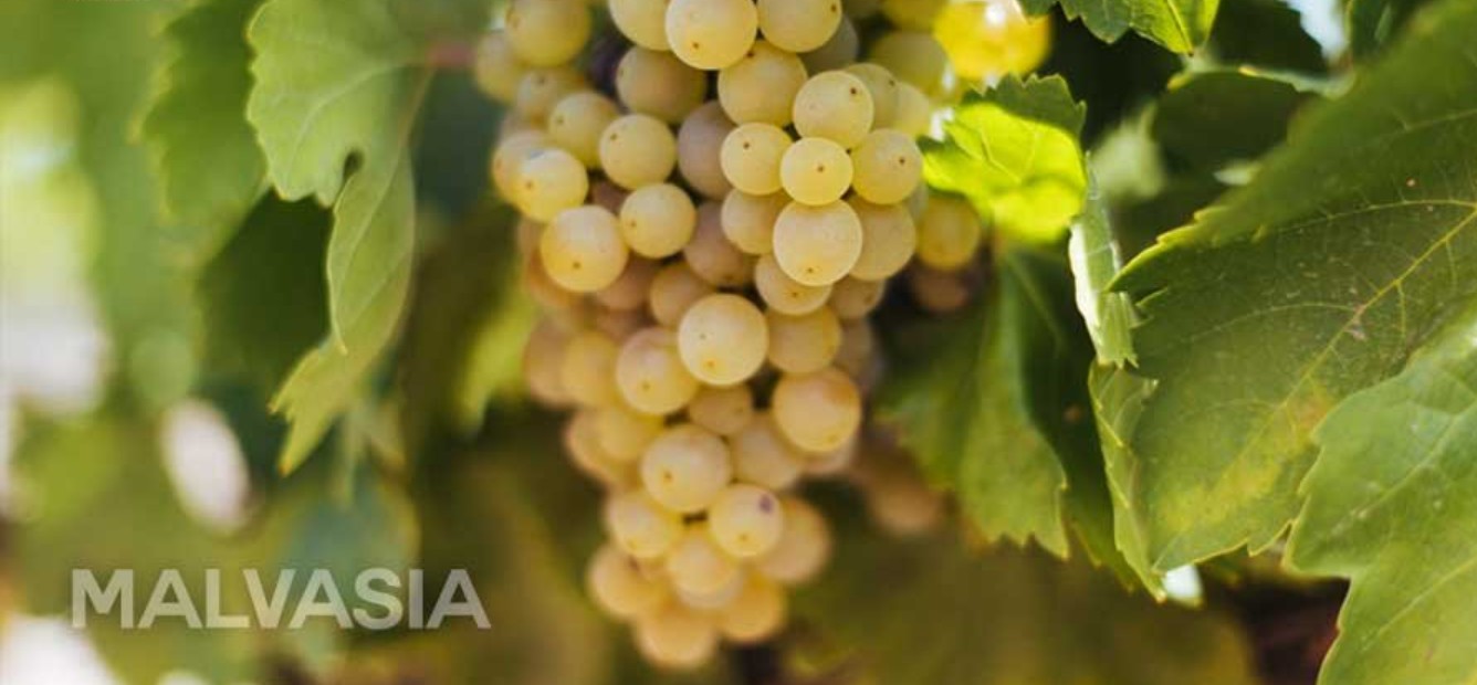Giống Nho Malvasia - Hương Vị Địa Trung Hải Tinh Tế