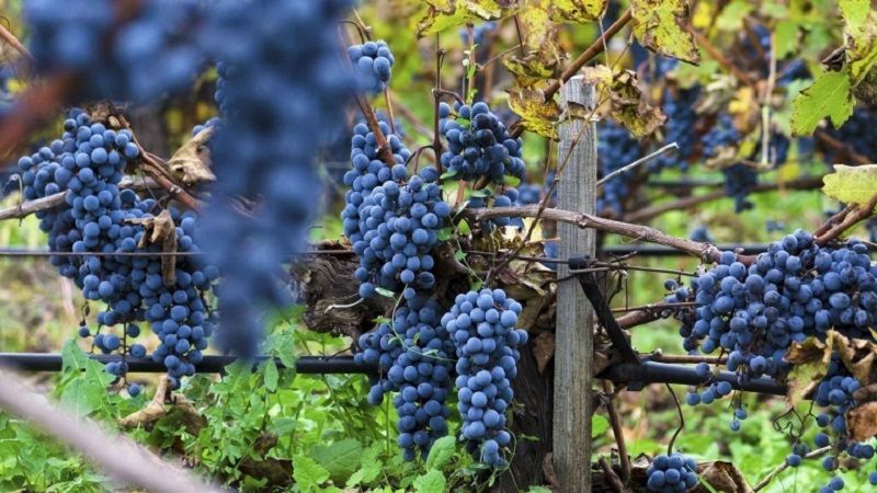 Giống nho Merlot – Hương vị mềm mại và dễ tiếp cận