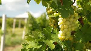 Giống nho Moscato