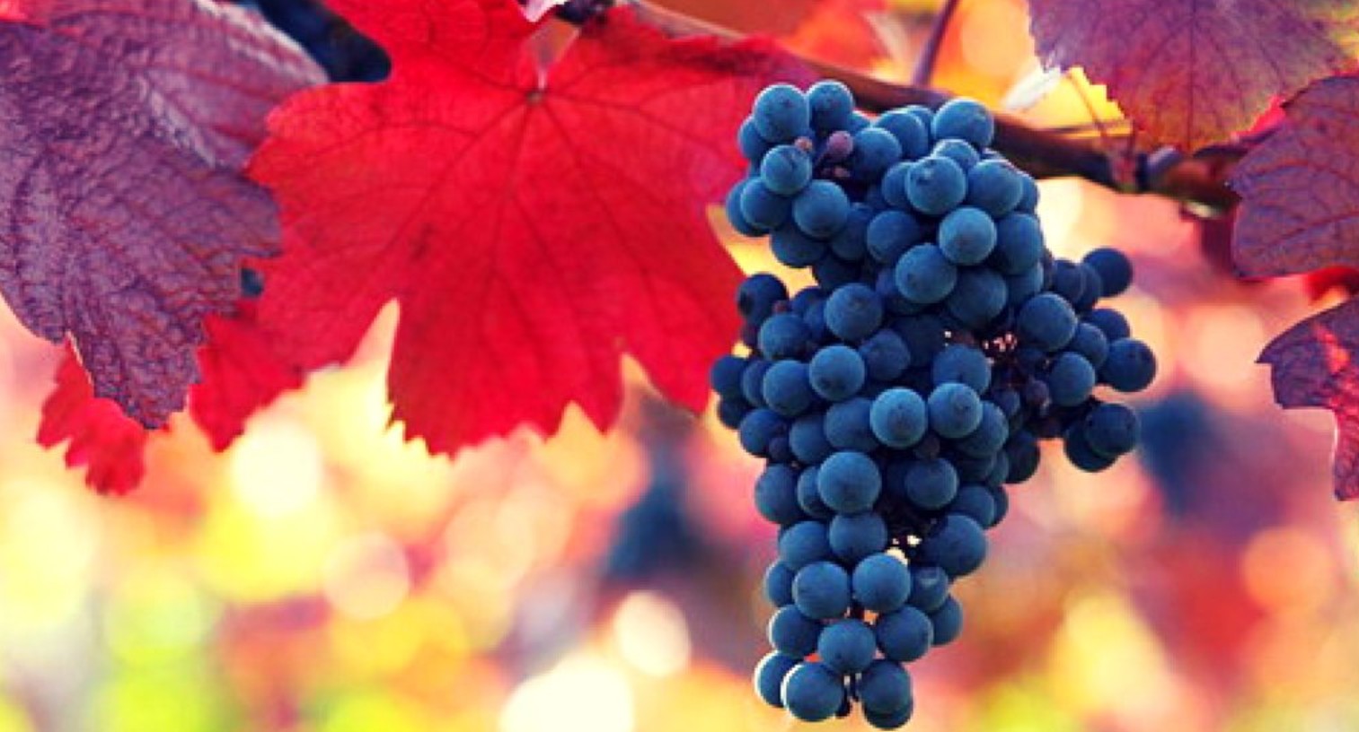 Giống nho Mourvèdre 