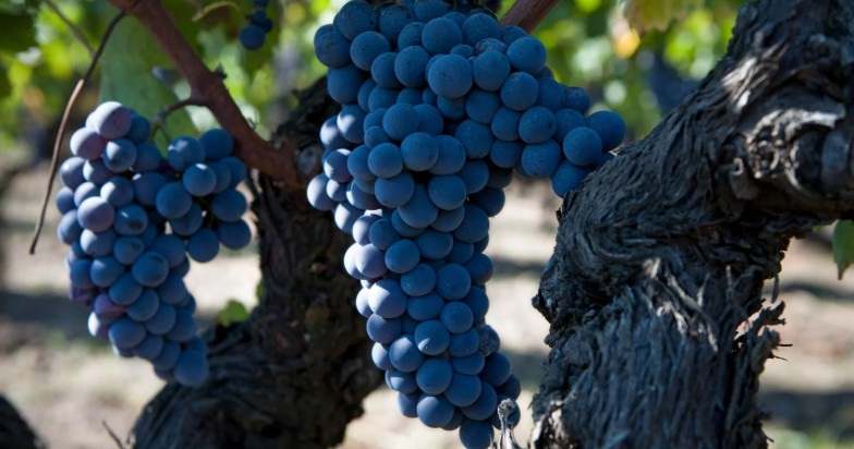 Giống nho Nerello Mascalese