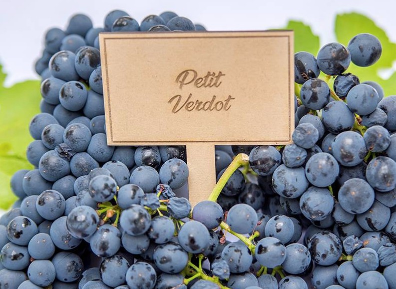 Giống nhó Petit Verdot 