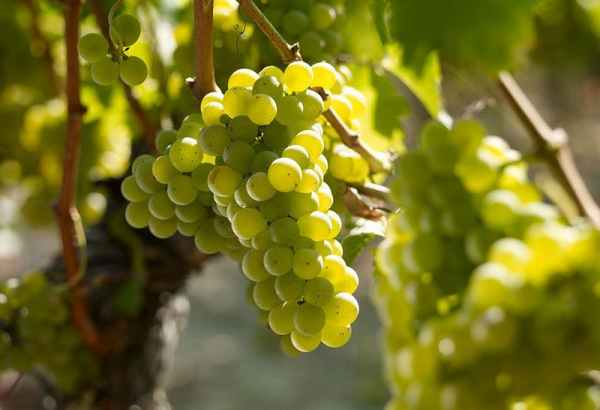 Giới thiệu về giống nho Sauvignon Blanc
