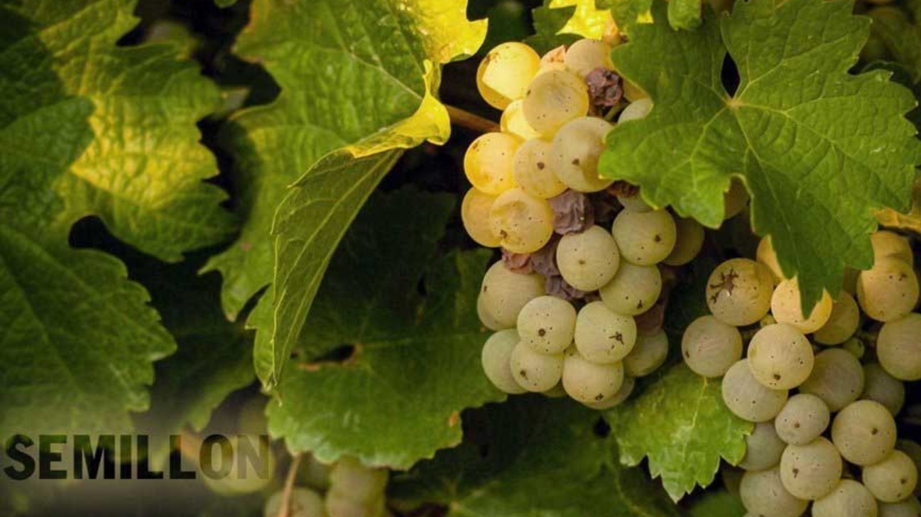 Giống nho Semillon – Vang trắng đa phong cách từ Bordeaux đến Úc