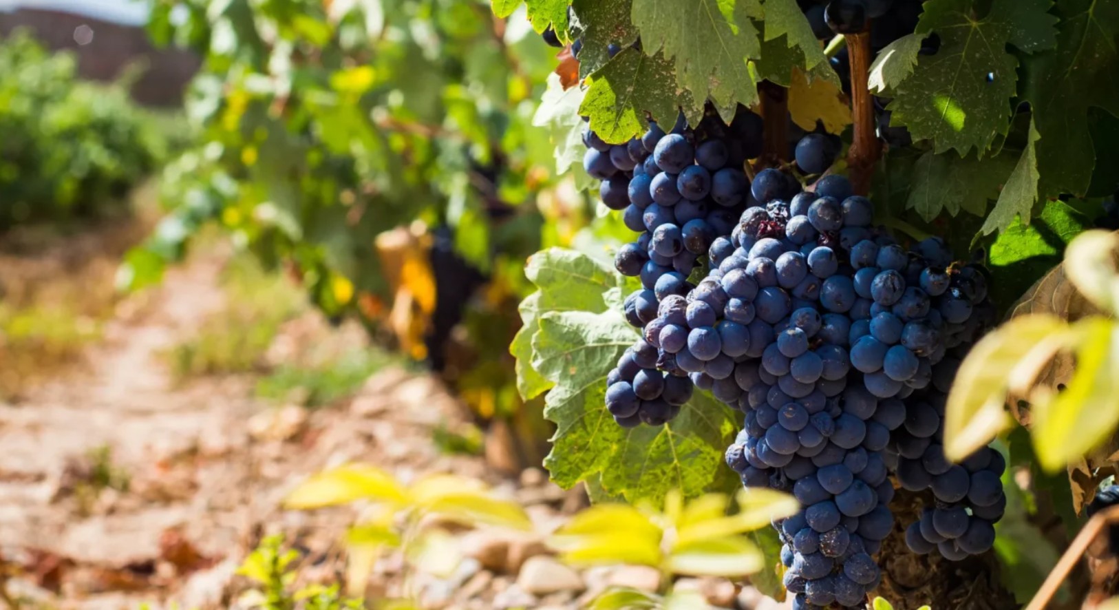 Giống nho Tempranillo