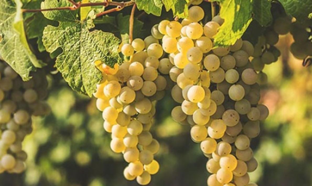 Giống nho Trebbiano