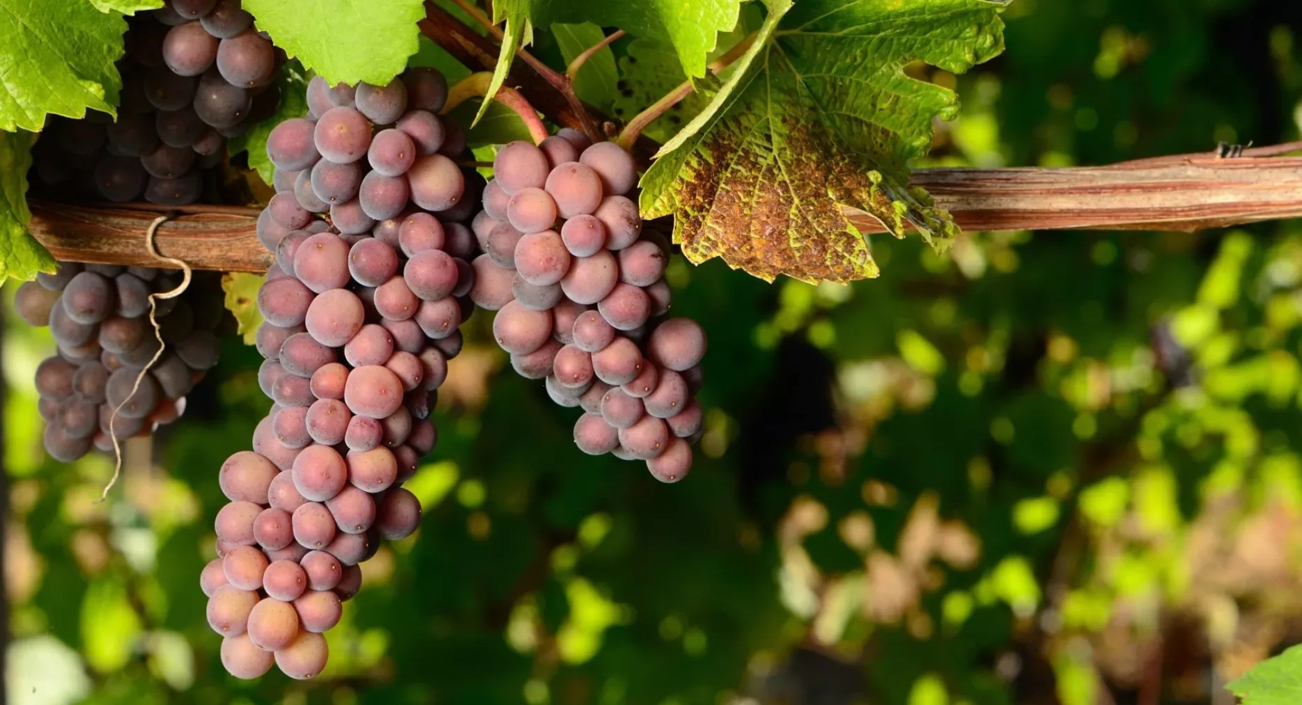  Giống nho Pinot Grigio 