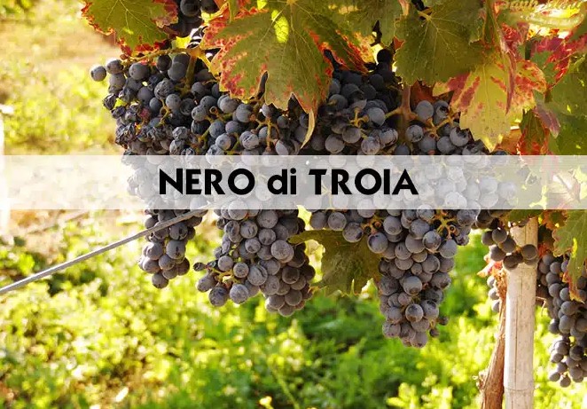 Giống nho Nero di Troia