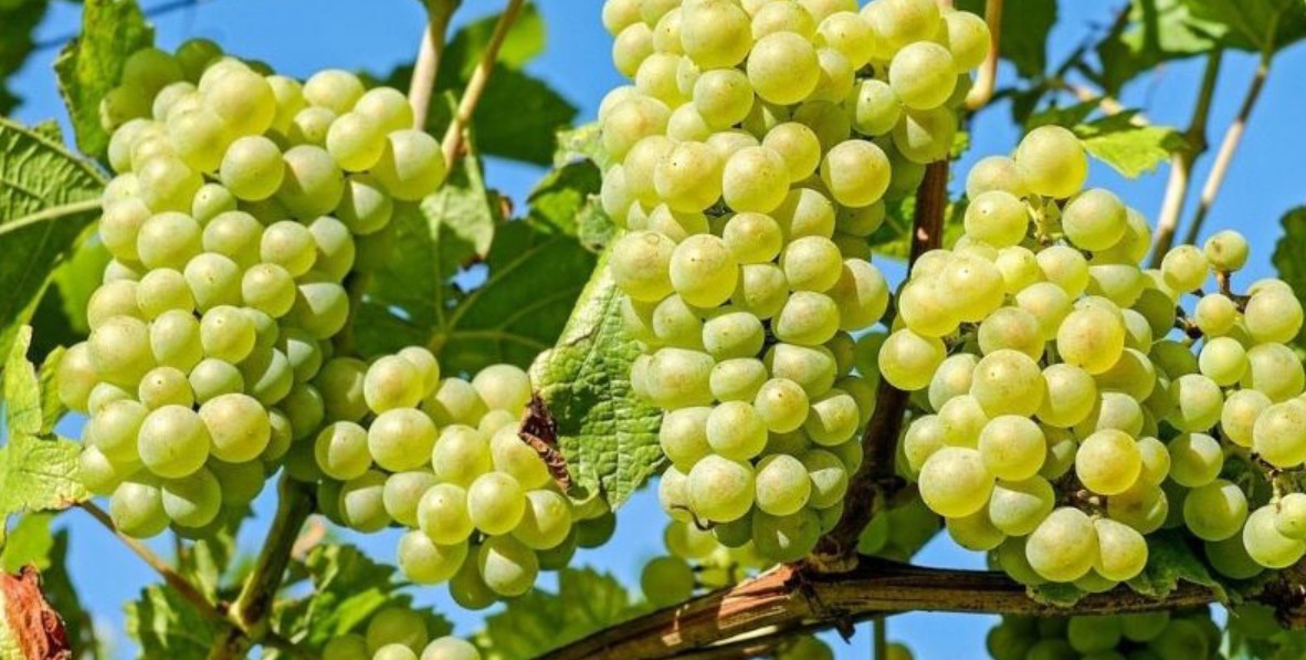Giống nho Pinot Bianco