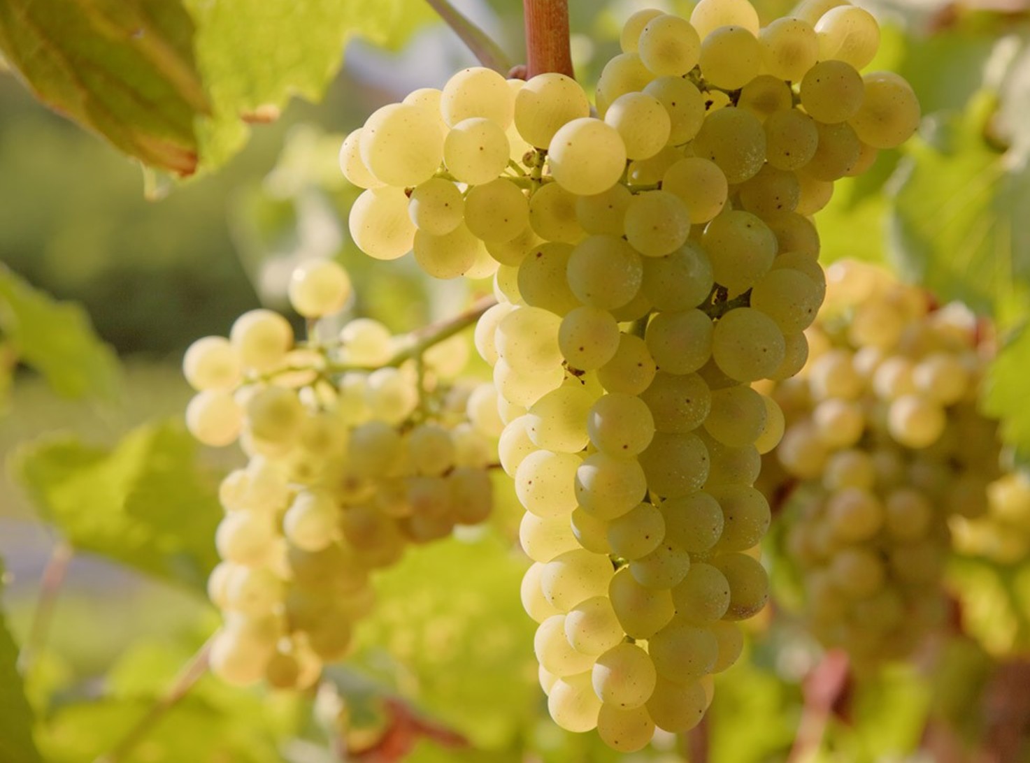 Giống nho vermentino