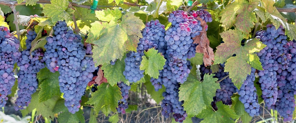 giống nho Zinfandel