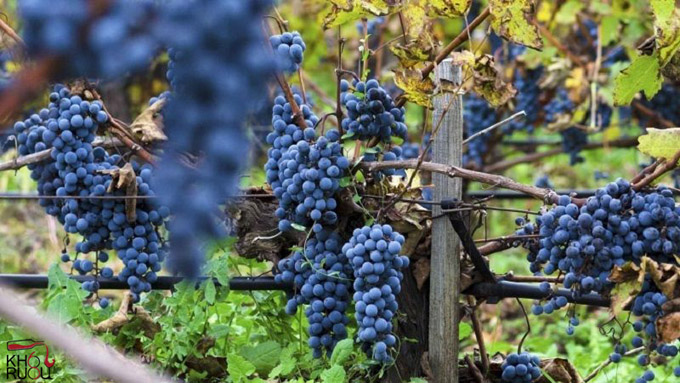 merlot