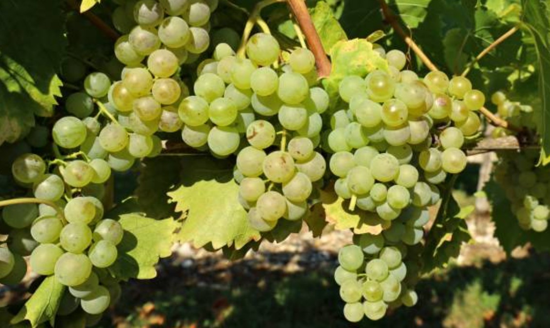 giống nho Malvasia Bianca